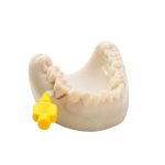TePe Dental Model